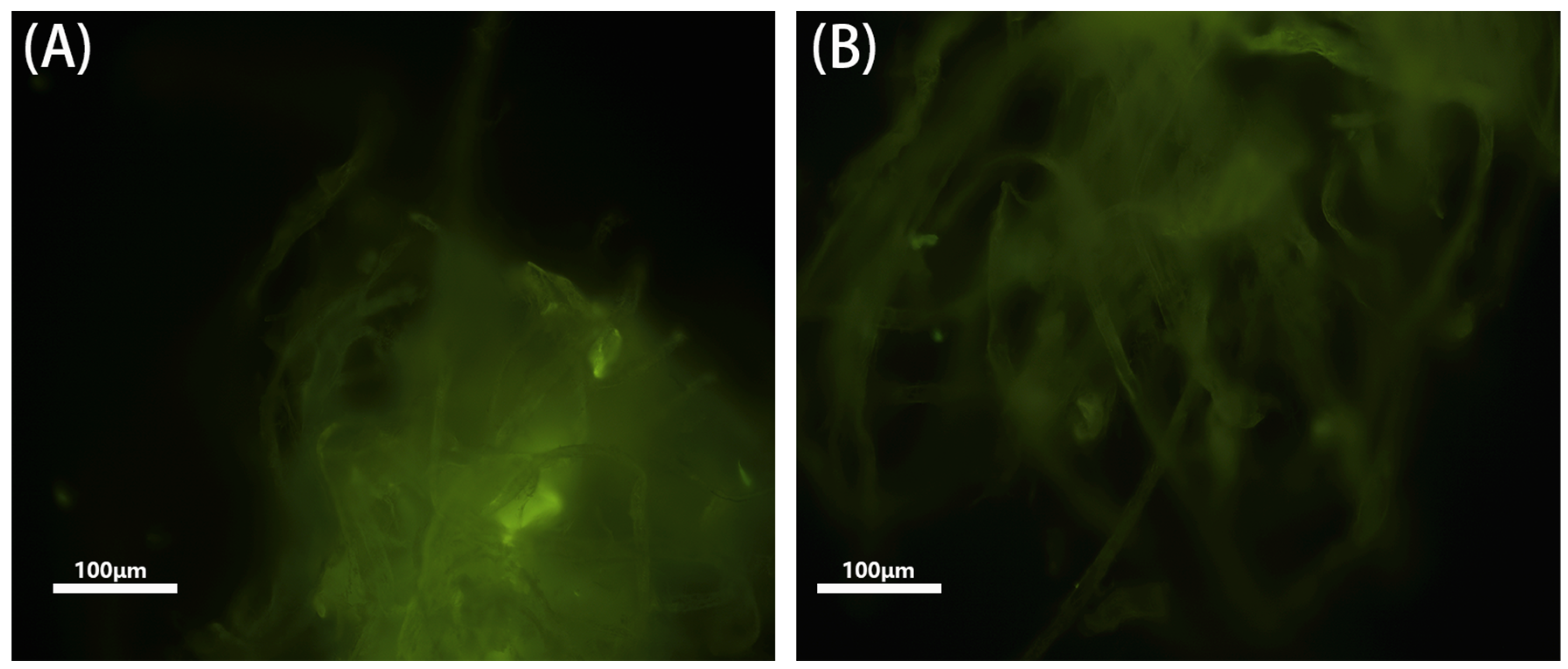 Polymers 16 02540 g004