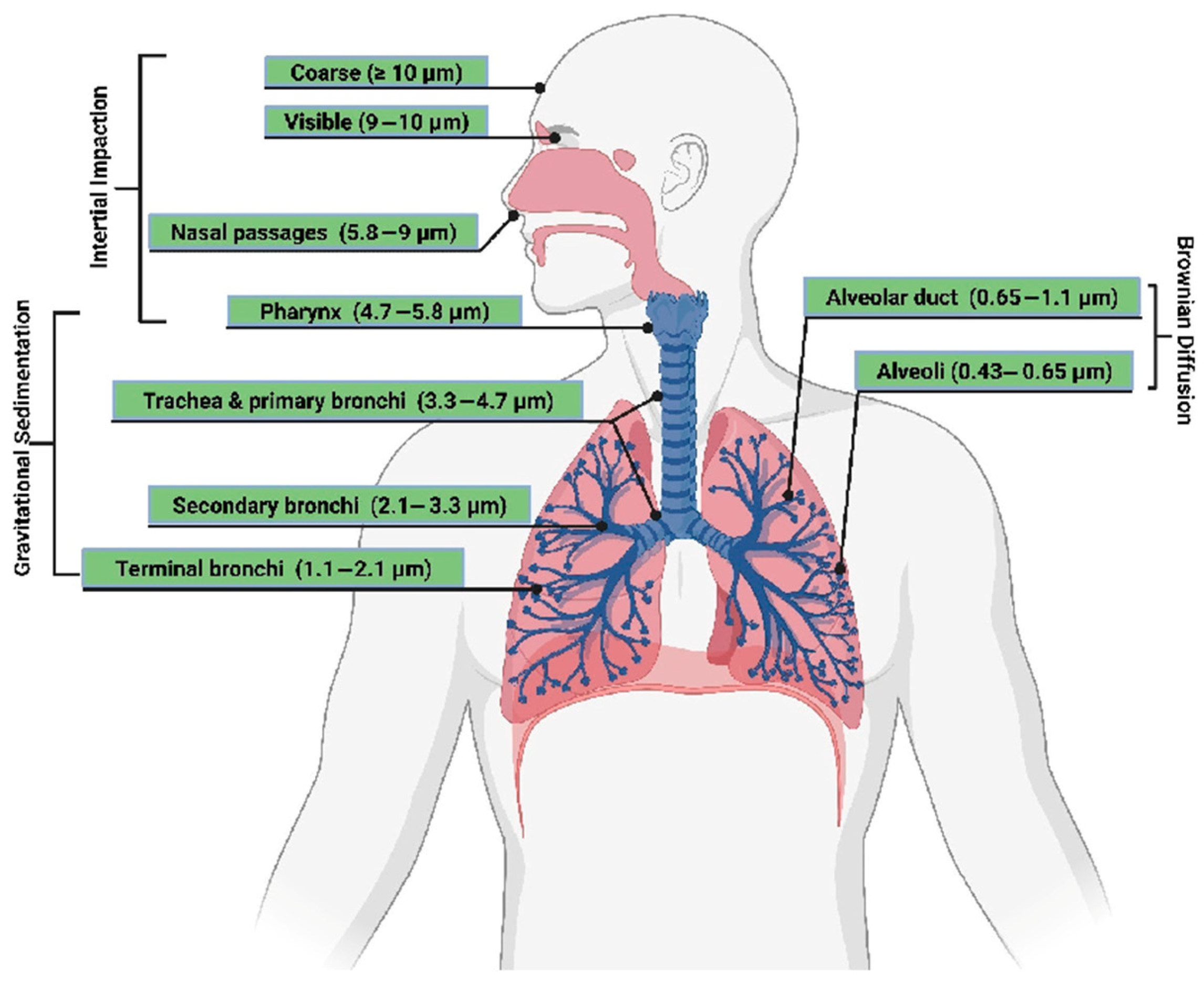 Polymers 16 02559 g001