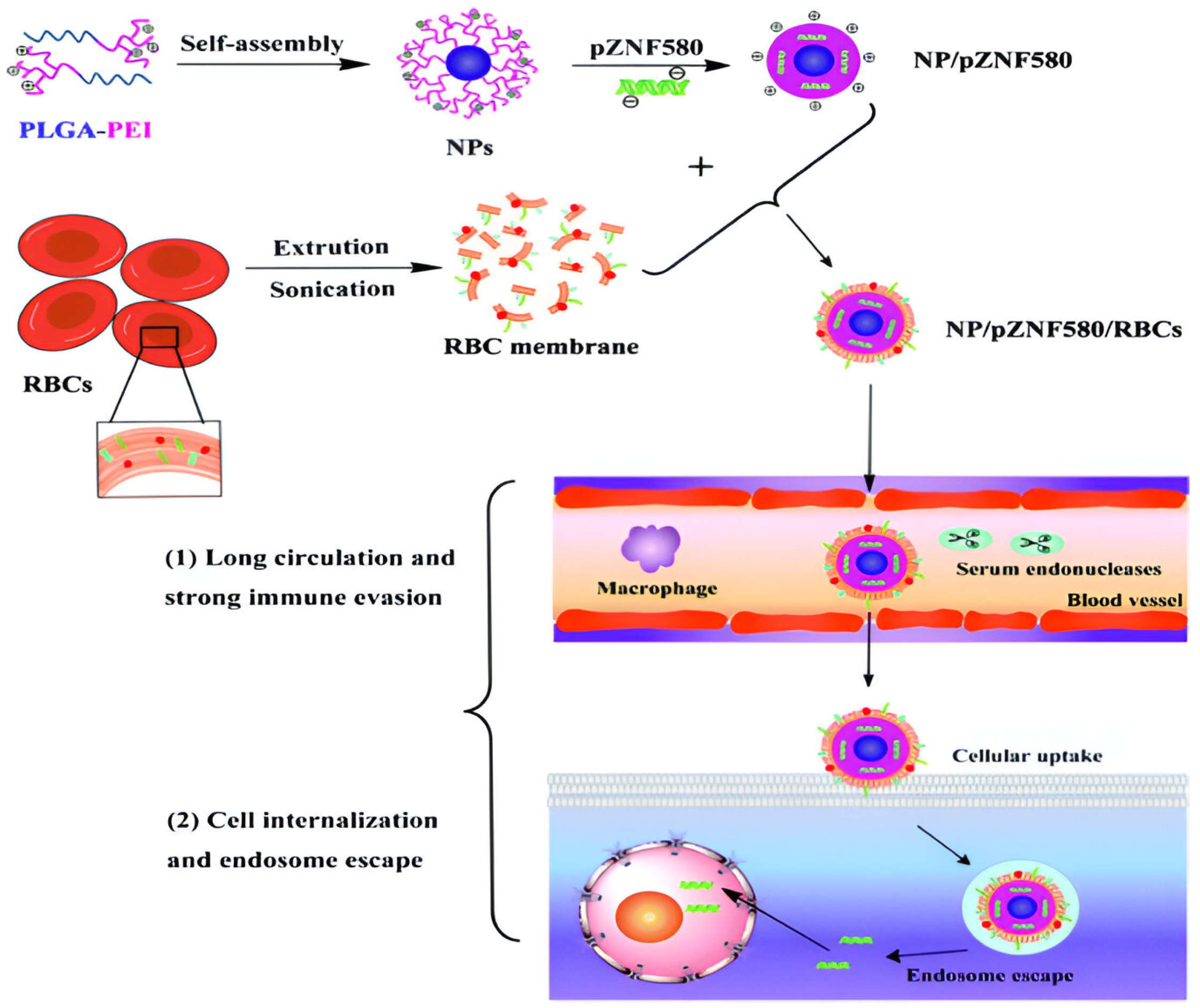 Polymers 16 02629 g022
