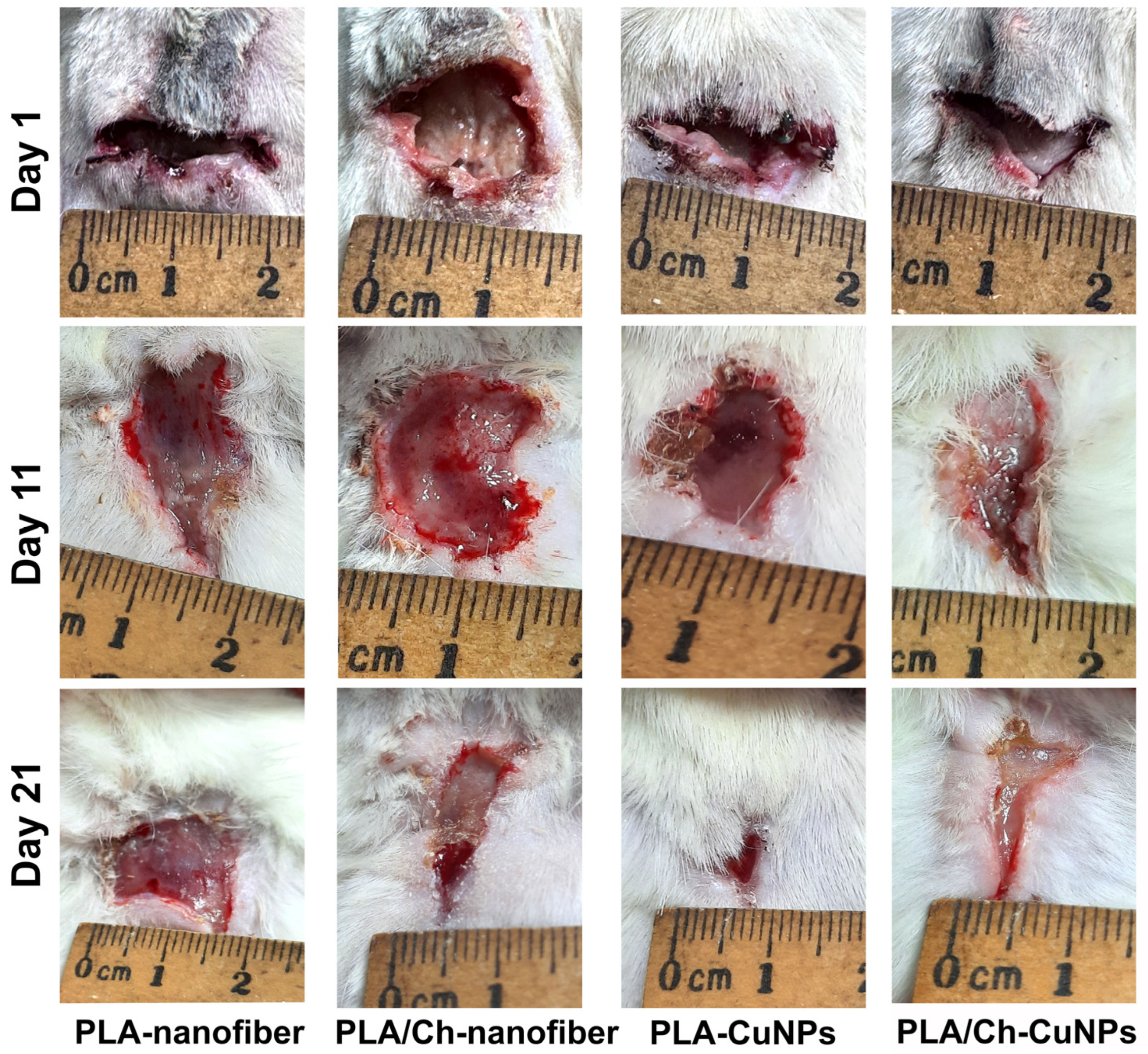 Polymers 16 02733 g003