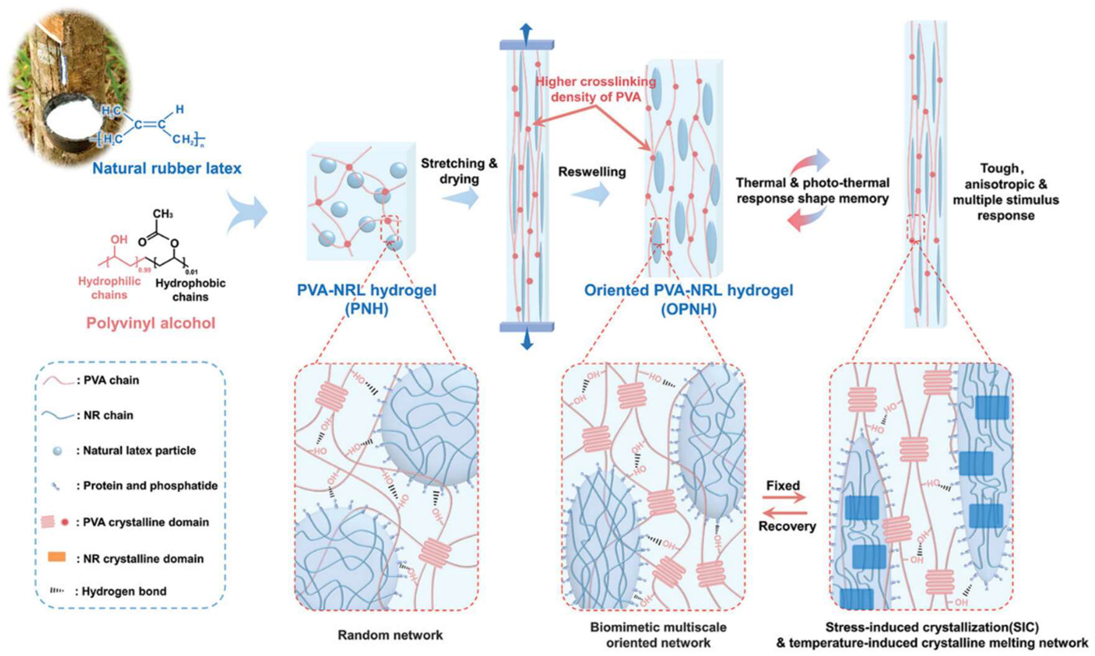 Polymers 16 02755 g005