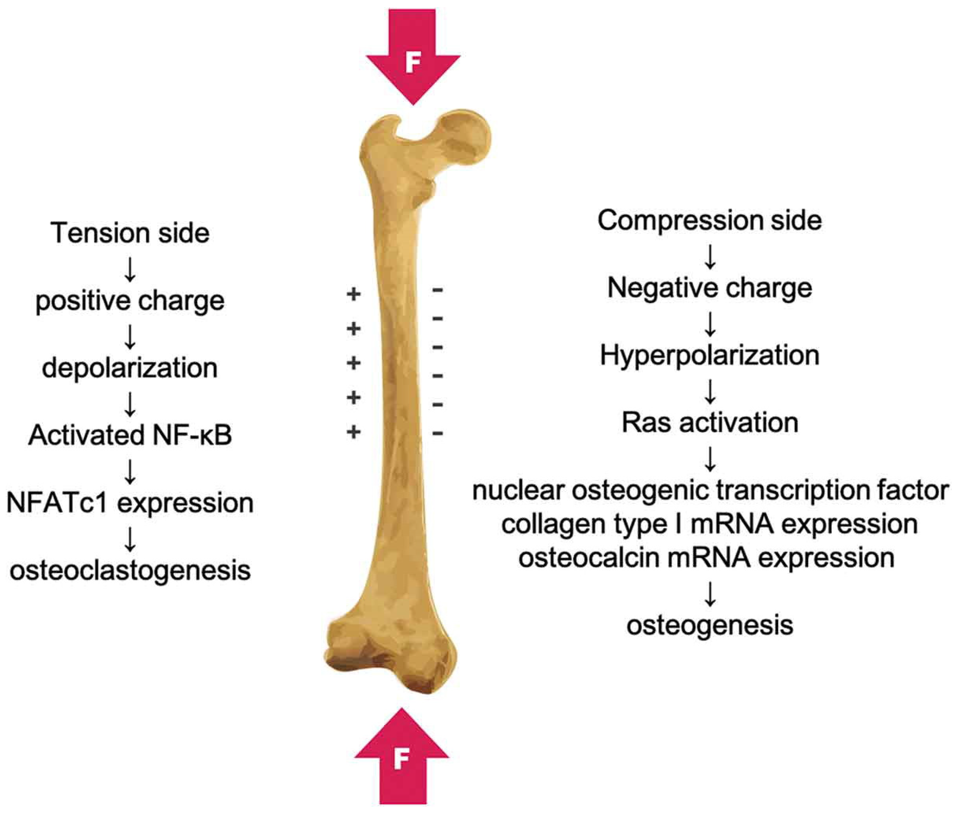 Polymers 16 02797 g001