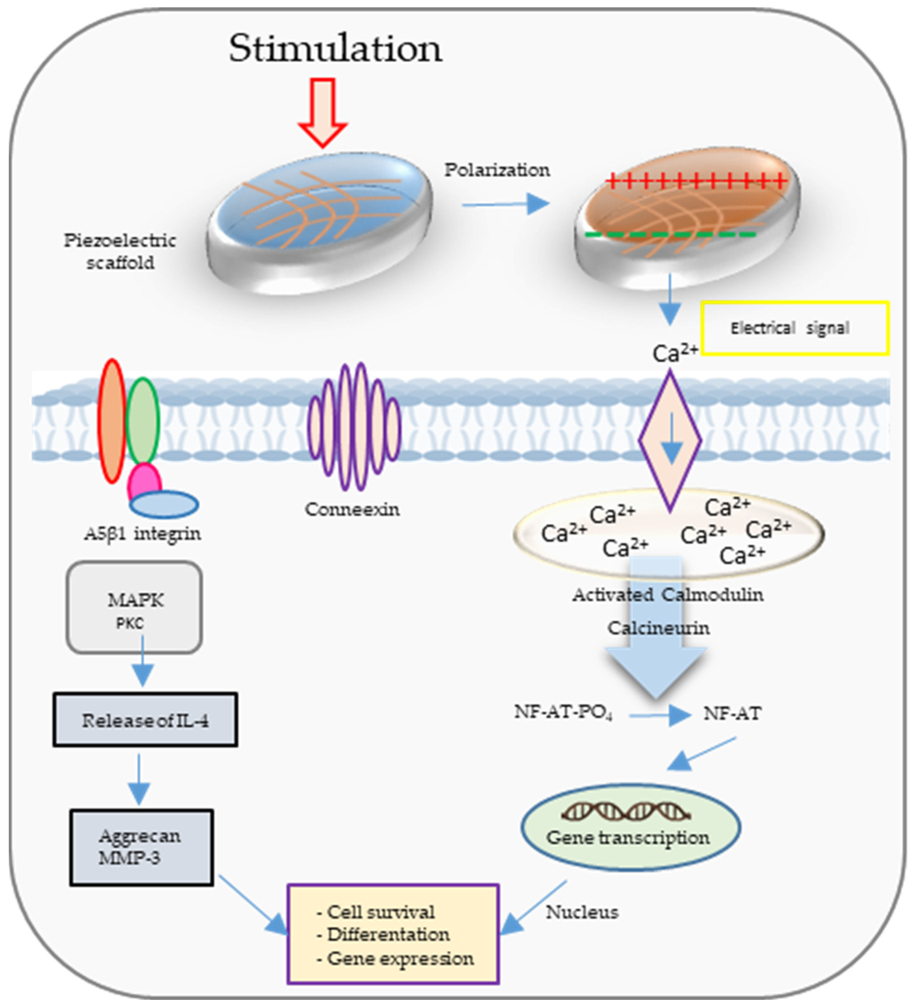 Polymers 16 02797 g002