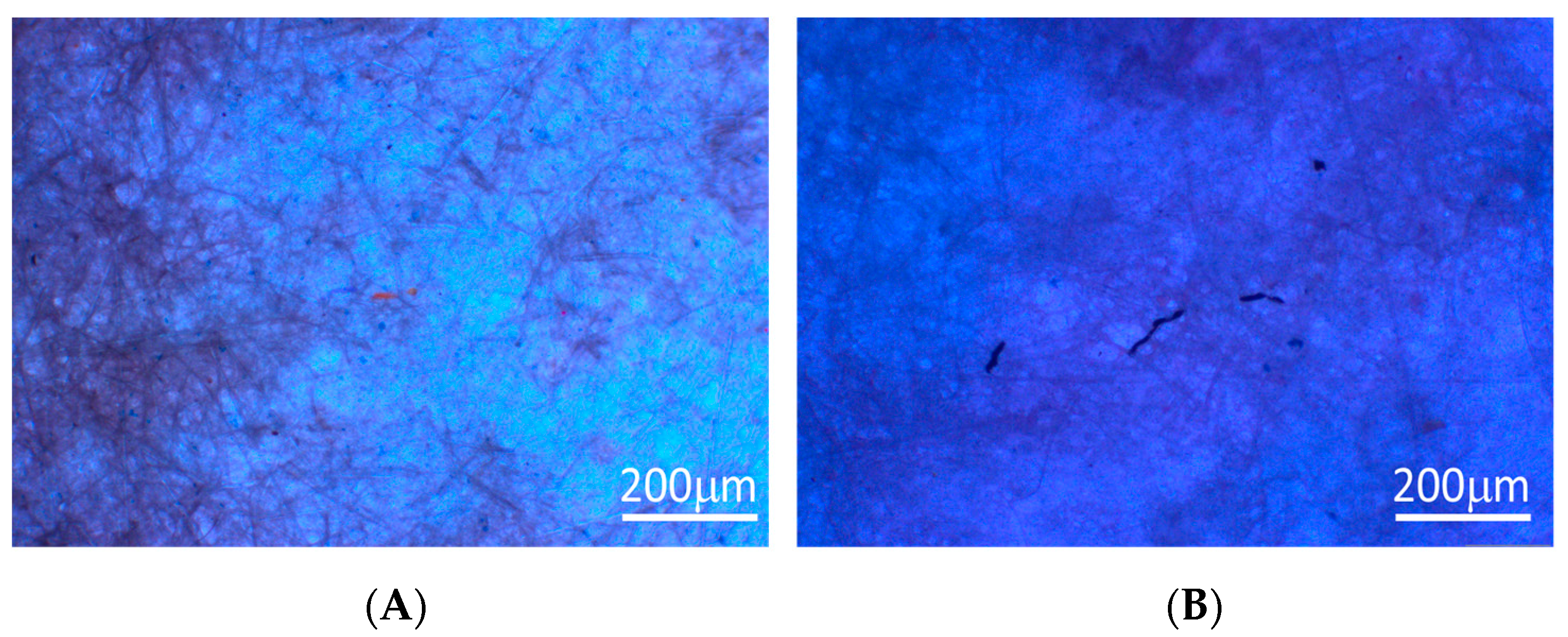 Polymers 16 02803 g006