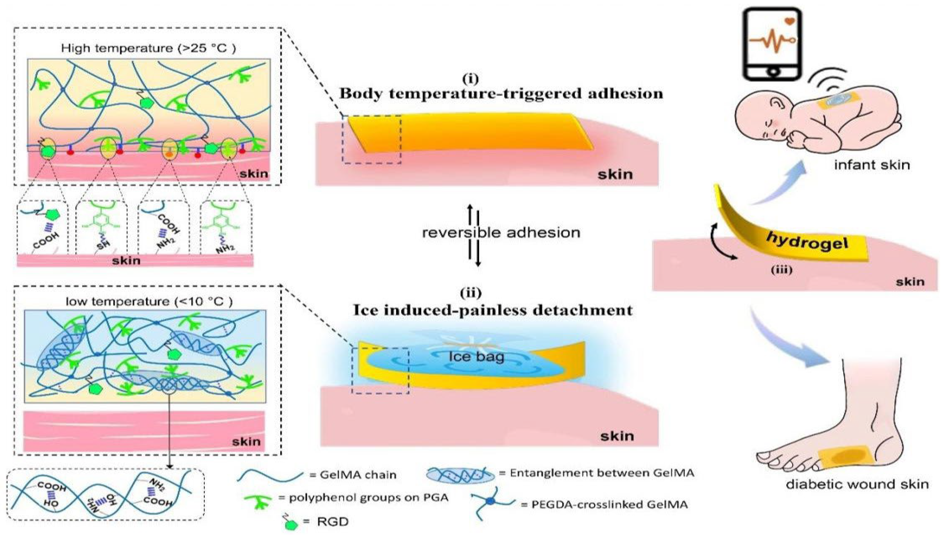 Advances in Smart-Response Hydrogels for Skin Wound Repair | MDPI