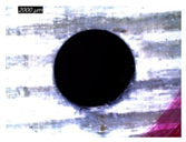 Polymers 16 02823 i021