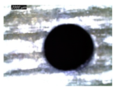 Polymers 16 02823 i023