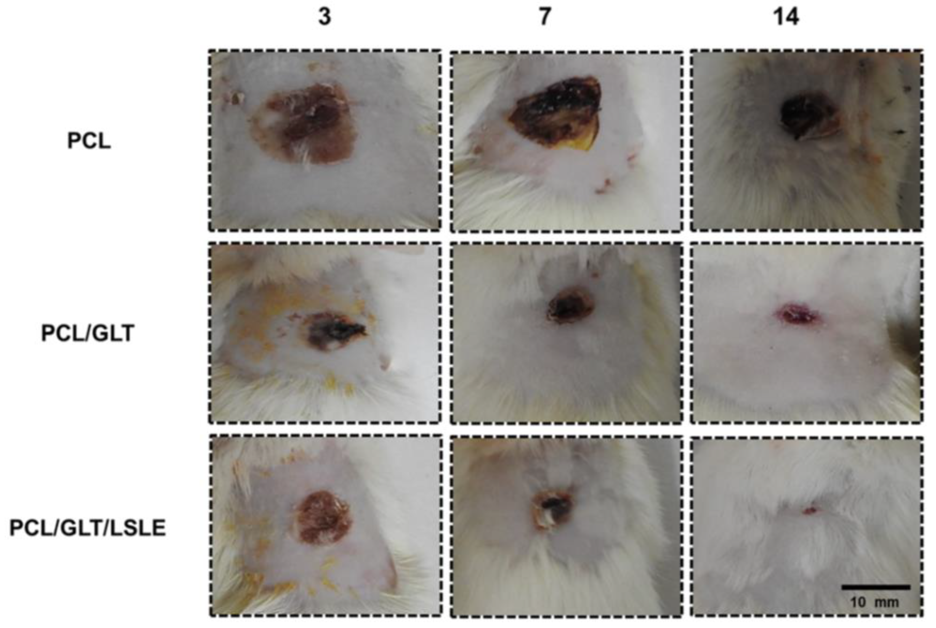 Polymers 16 02853 g010