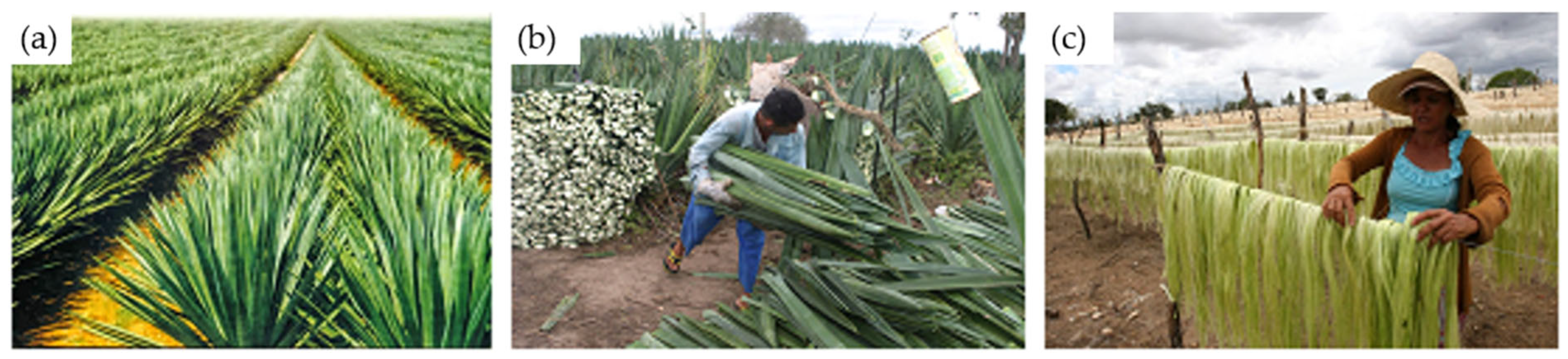 Polymers 16 02980 g001