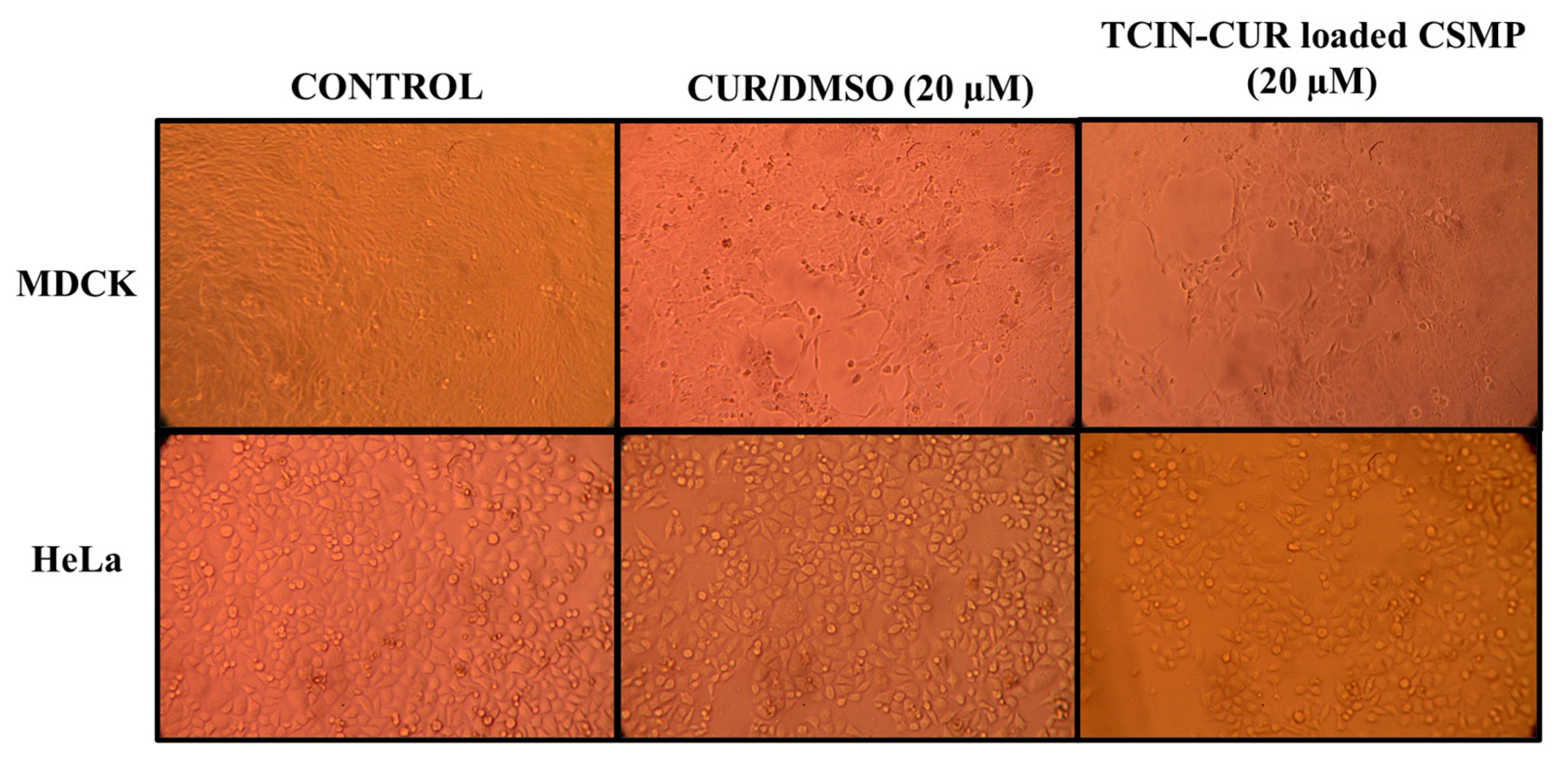 Polymers 16 03087 g007