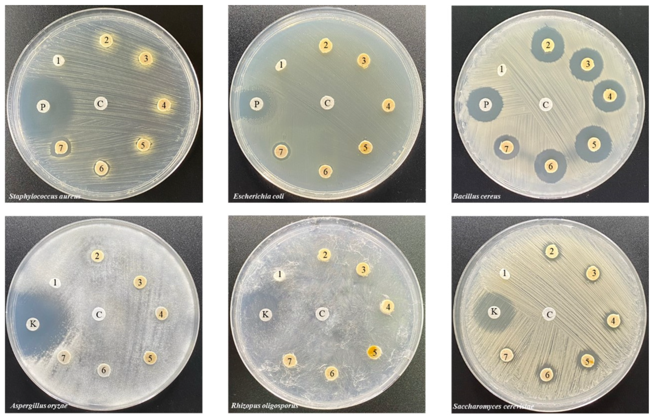 Polymers 16 03089 g009