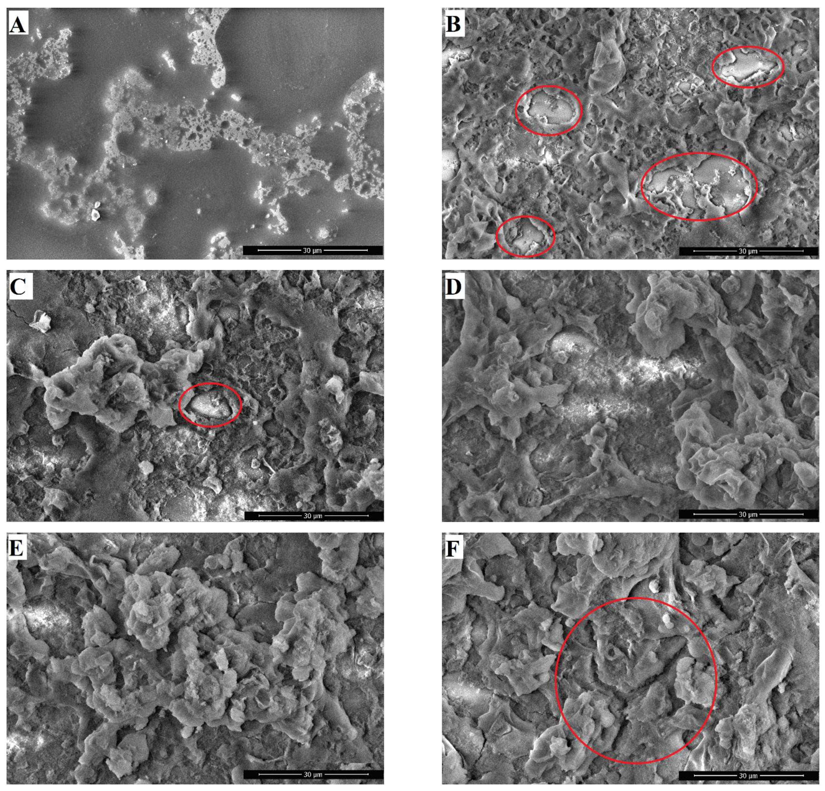 Polymers 16 03094 g004