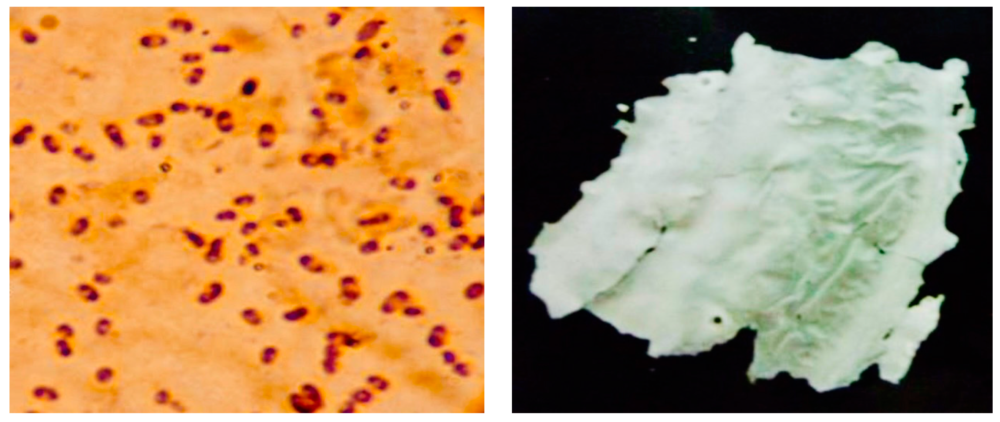 Polymers 16 03156 g002