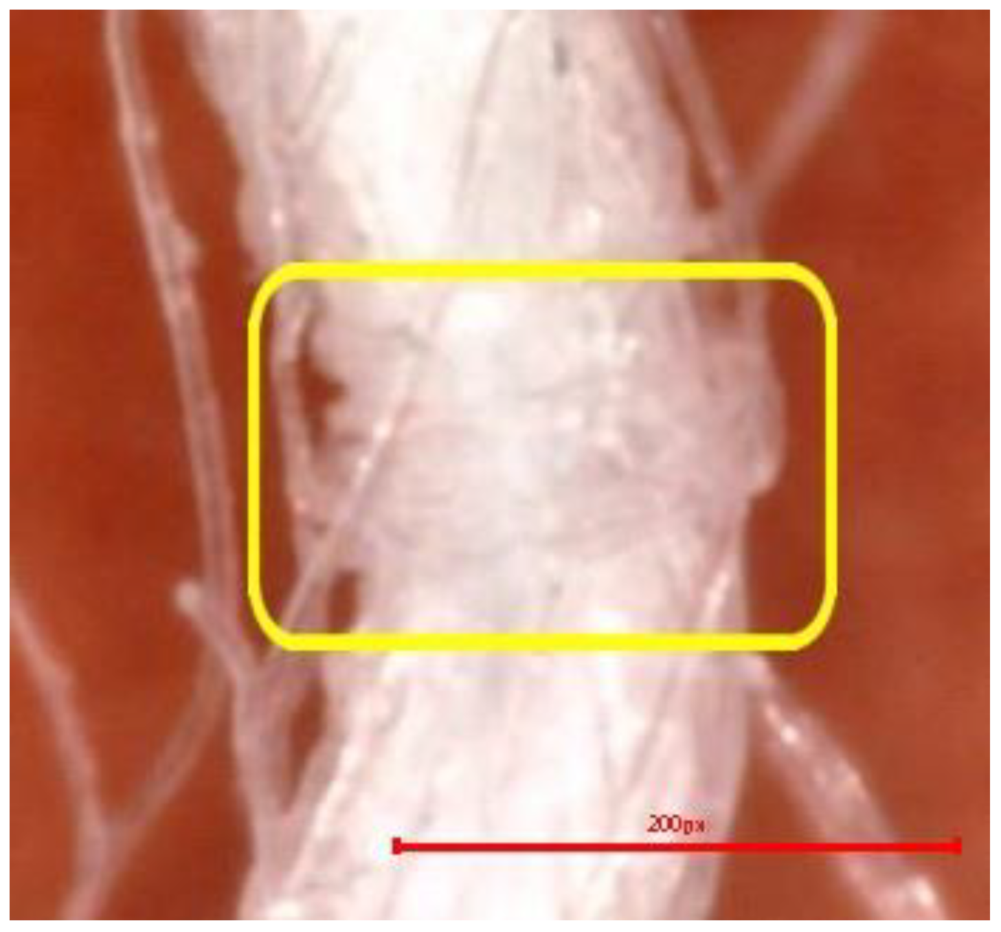 Polymers 16 03238 g005