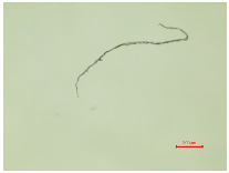 Polymers 16 03238 i013