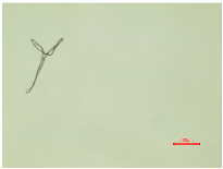 Polymers 16 03238 i017