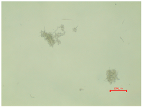 Polymers 16 03238 i019