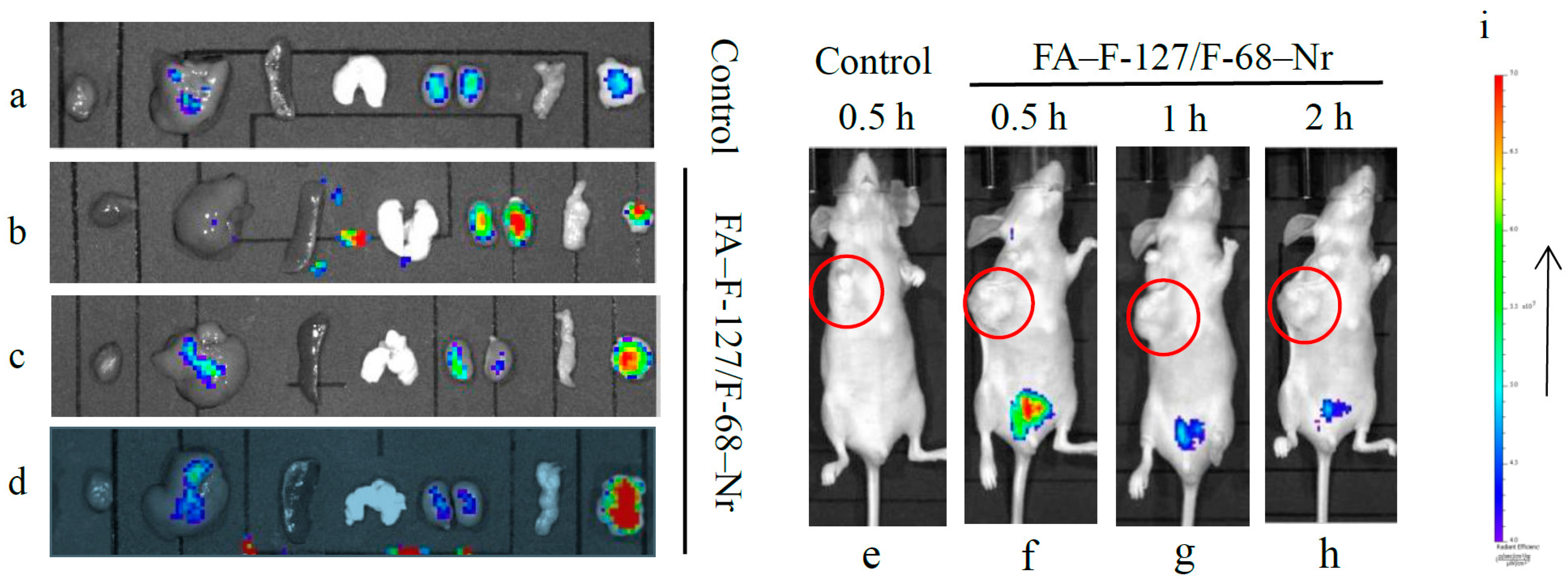 Polymers 16 03485 g005