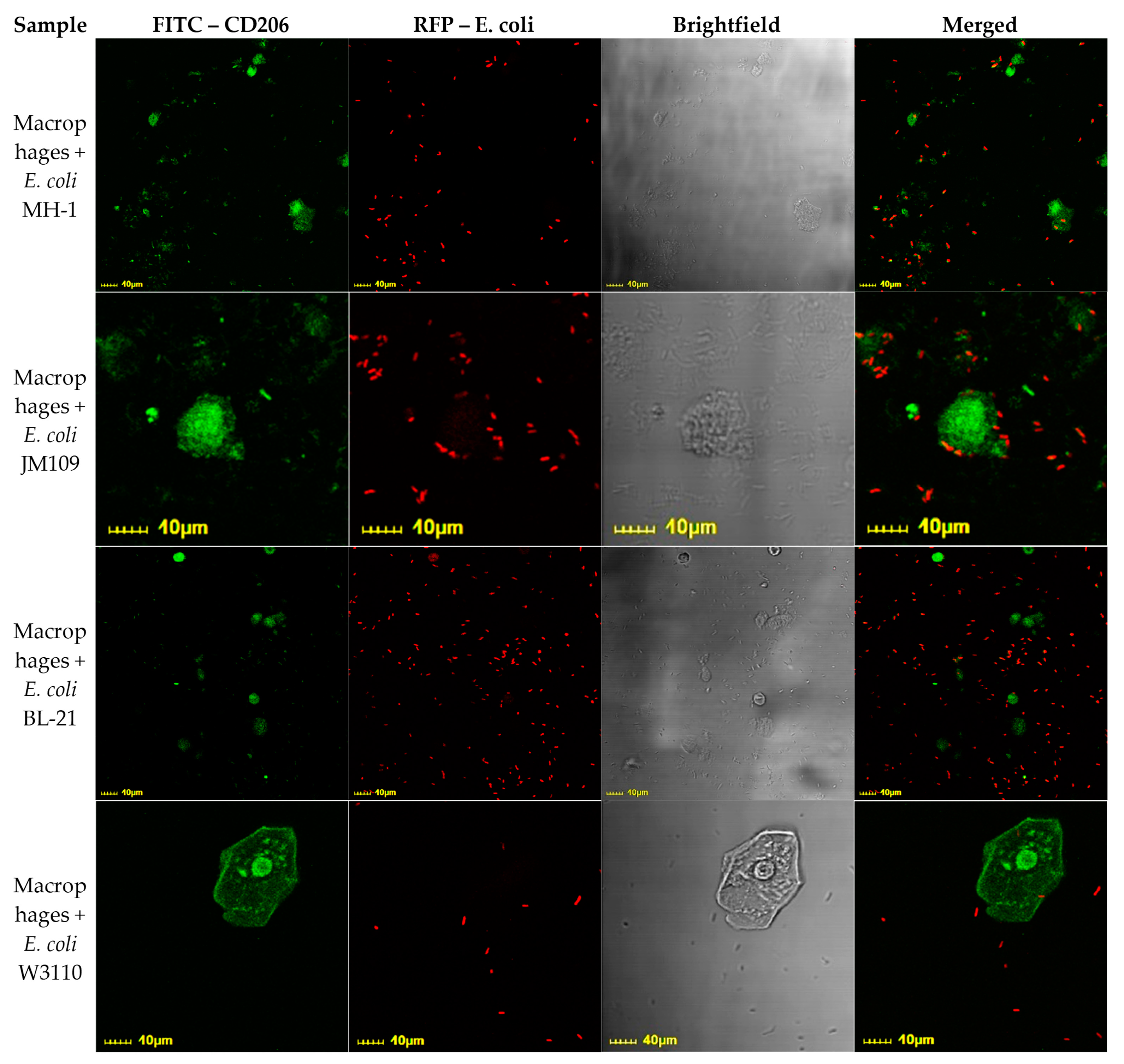Polymers 17 00065 g007