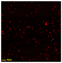 Polymers 17 00065 i001