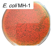 Polymers 17 00065 i003