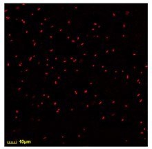 Polymers 17 00065 i007