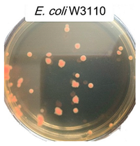 Polymers 17 00065 i012