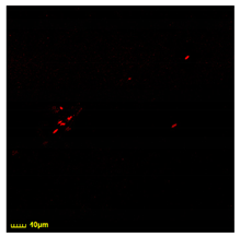 Polymers 17 00065 i013