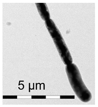 Polymers 17 00065 i014