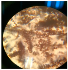 Polymers 17 00169 i001