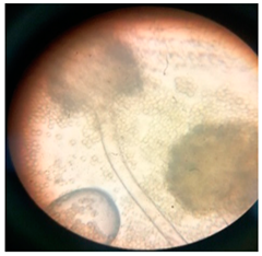 Polymers 17 00169 i002