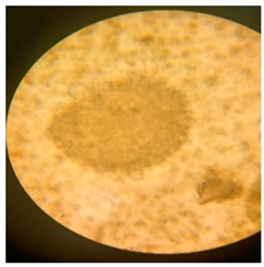 Polymers 17 00169 i004