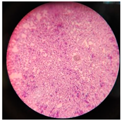 Polymers 17 00169 i006