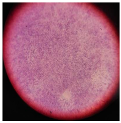 Polymers 17 00169 i007