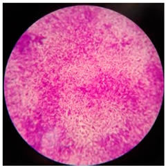 Polymers 17 00169 i009