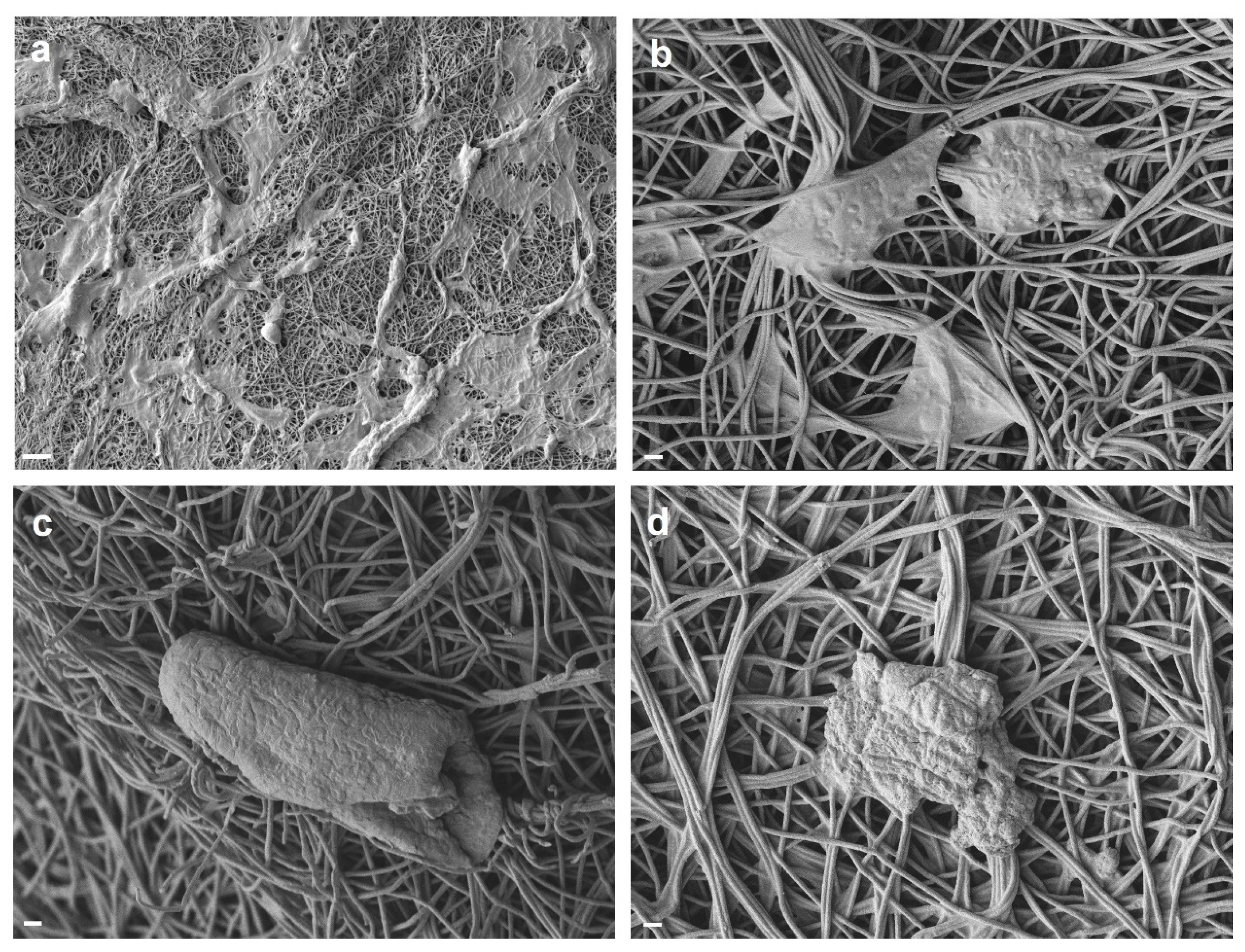 Polymers 17 00173 g004