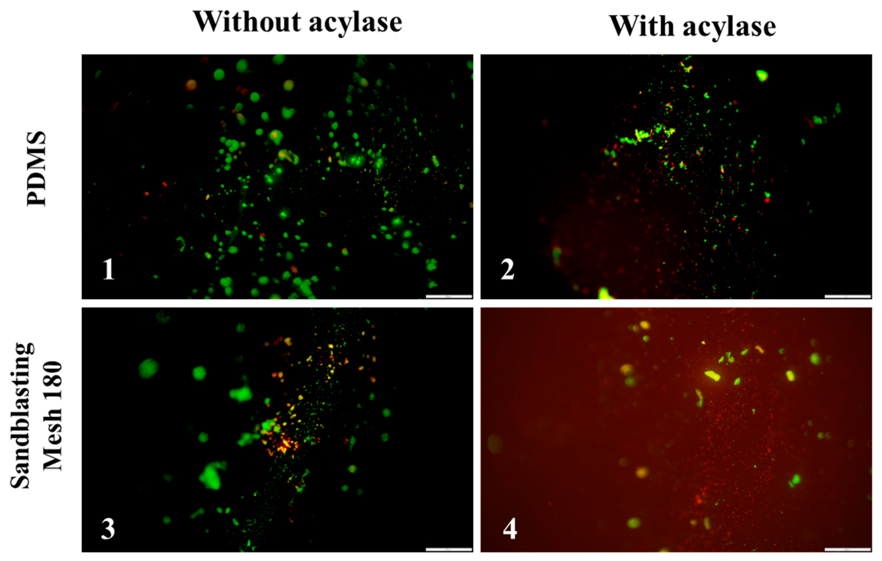 Polymers 17 00182 g006