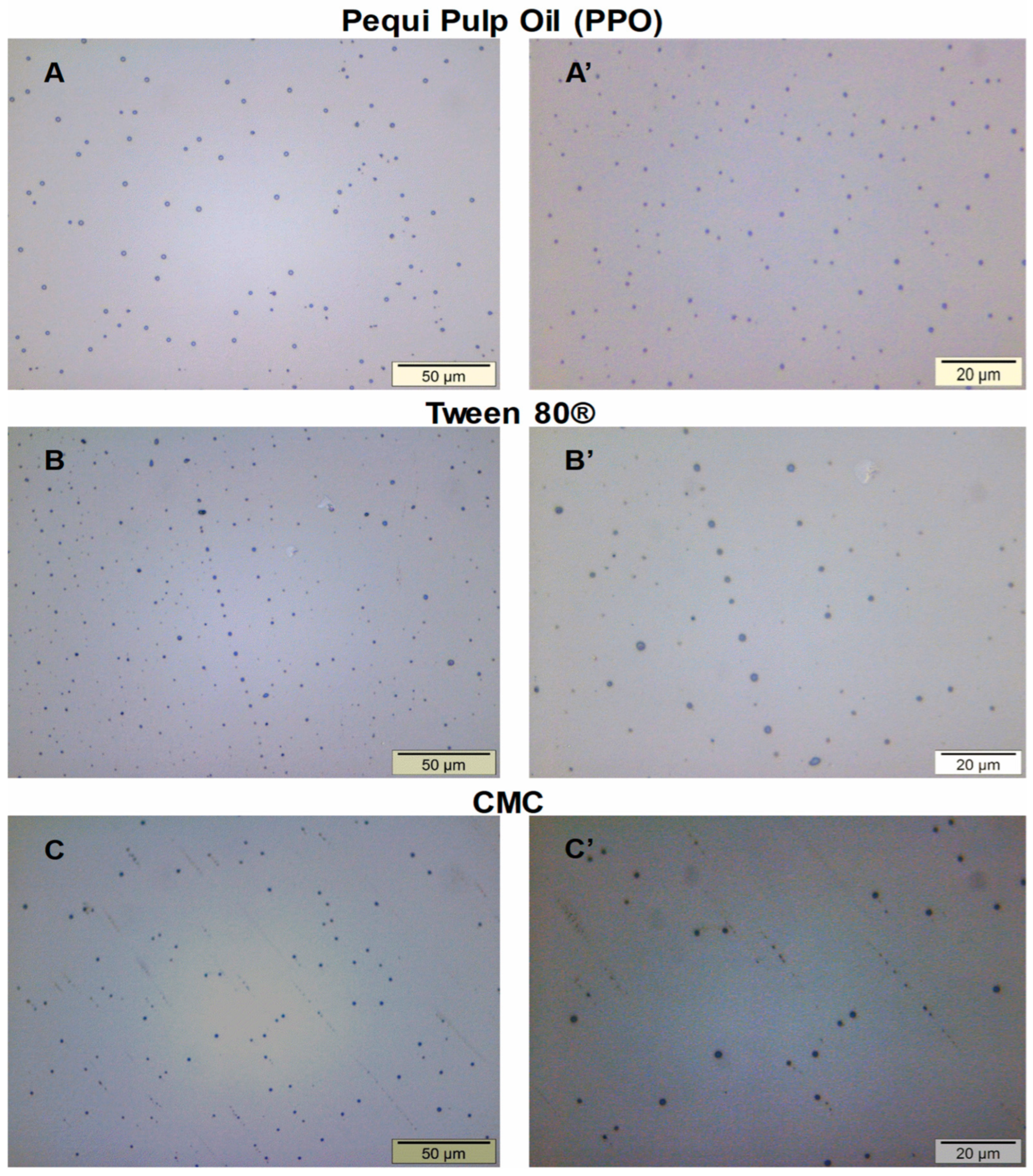 Polymers 17 00226 g004