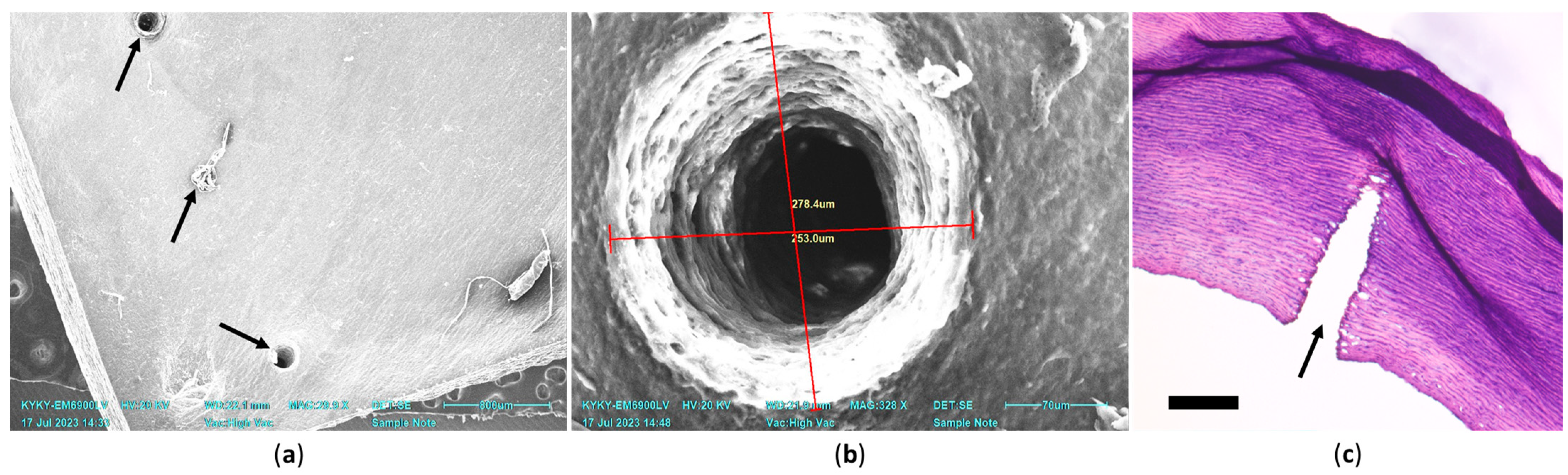 Polymers 17 00305 g008