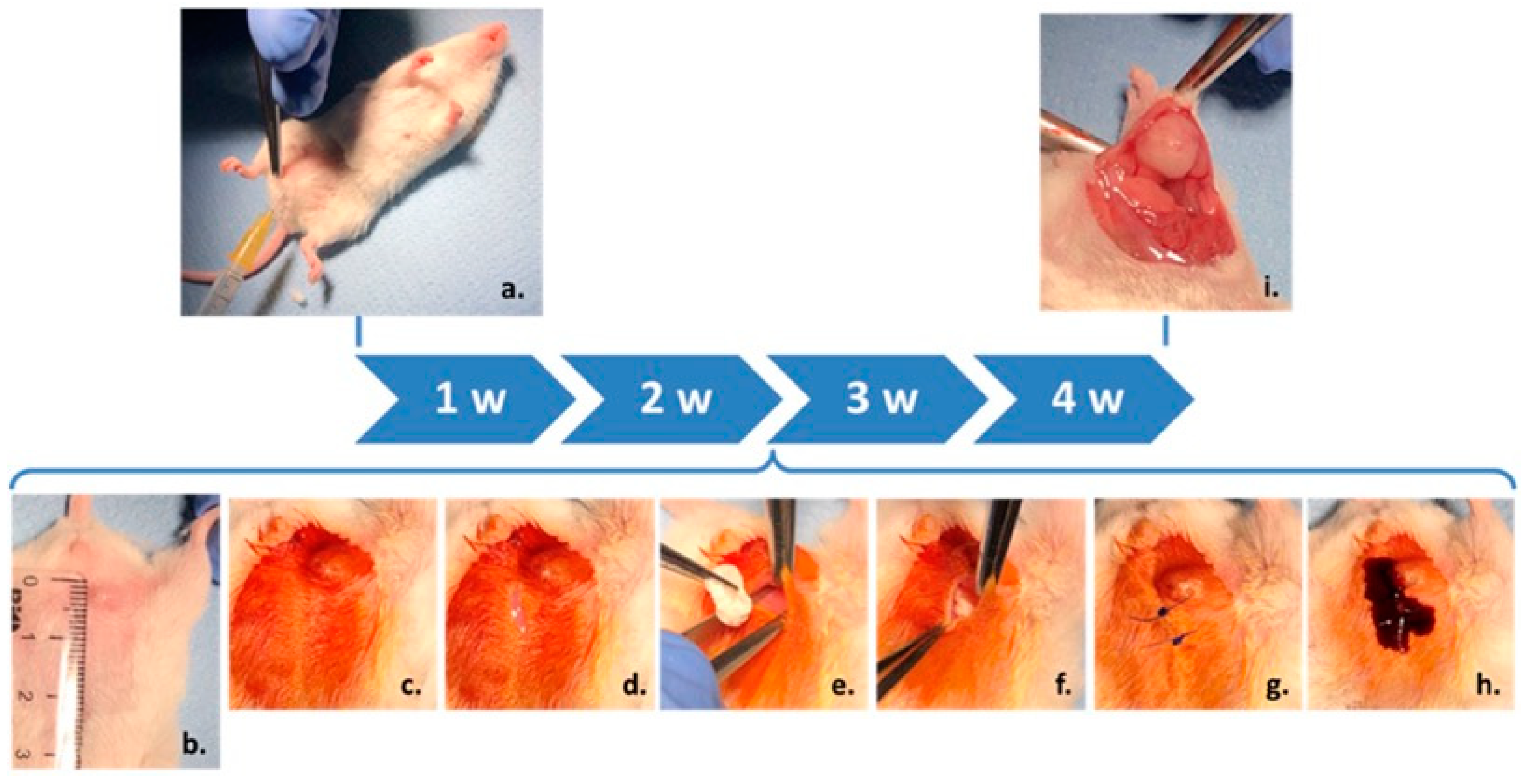 Polymers 17 00402 g002