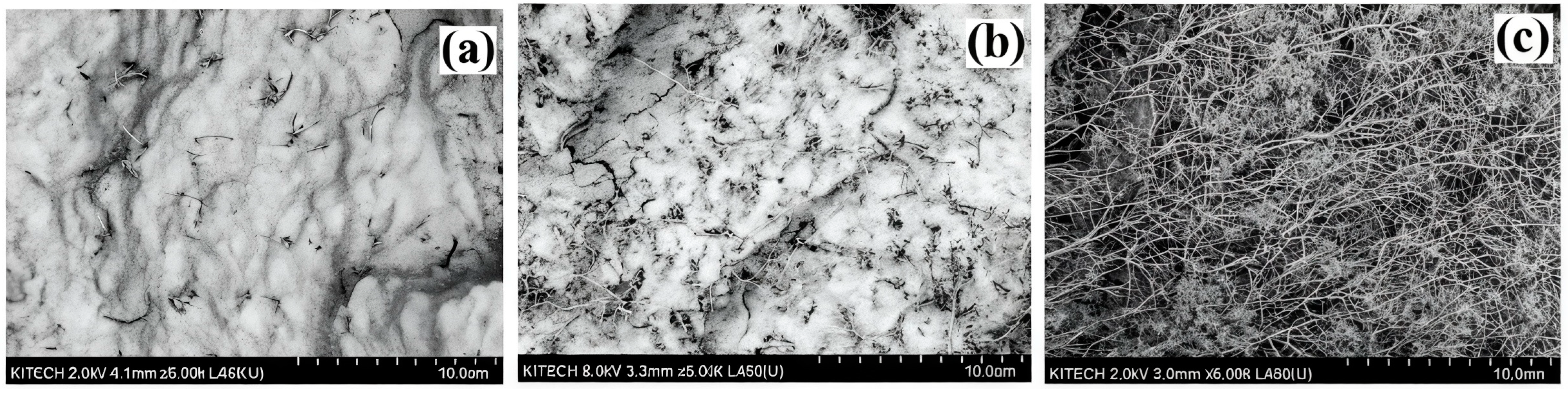 Polymers 17 00517 g007