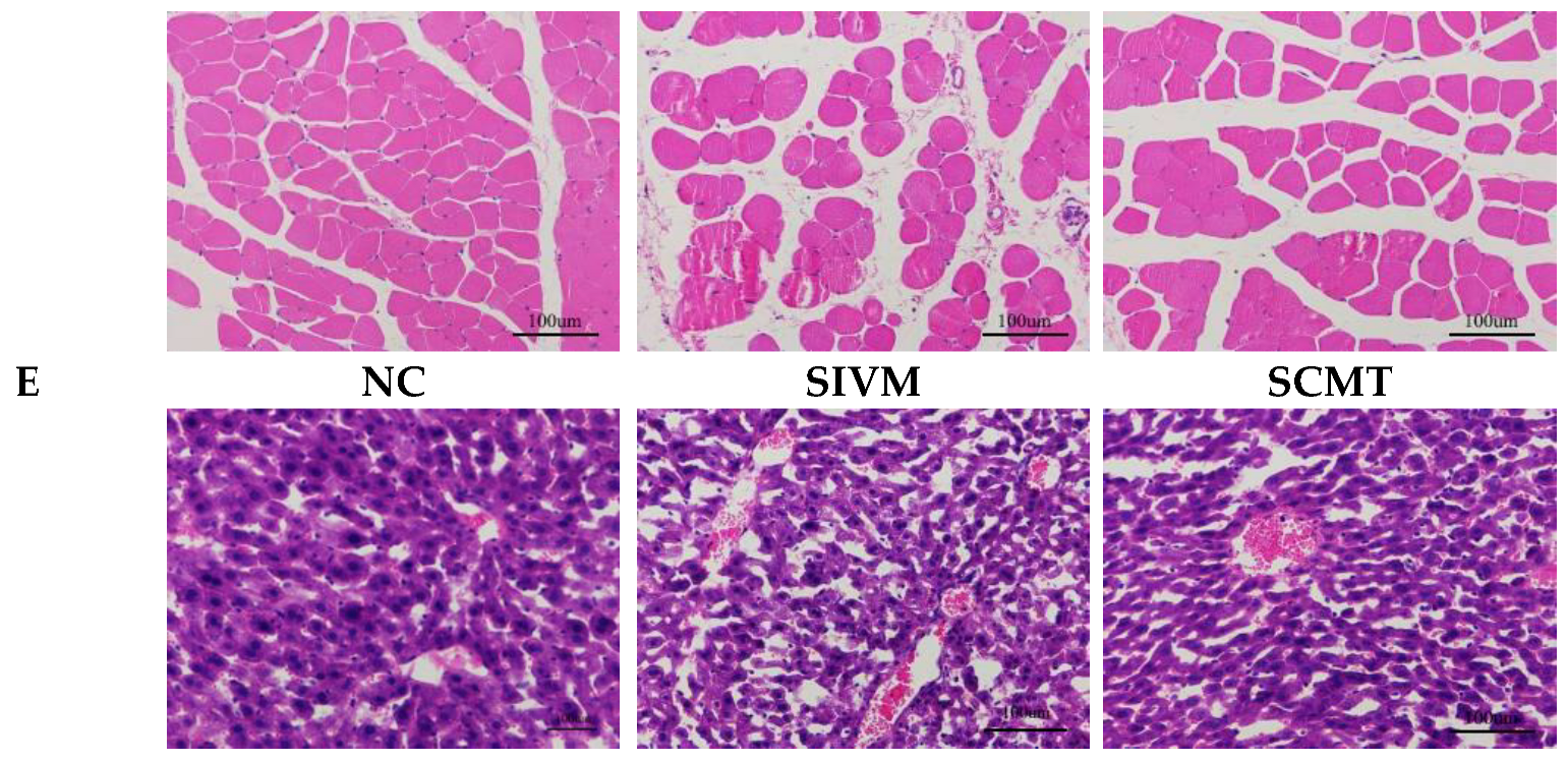 Polymers 17 00574 g005b