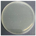 Polymers 17 00905 i004