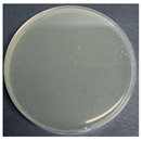 Polymers 17 00905 i006