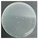 Polymers 17 00905 i007