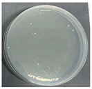 Polymers 17 00905 i008