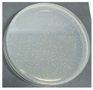 Polymers 17 00905 i010