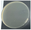 Polymers 17 00905 i011