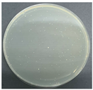 Polymers 17 00905 i014