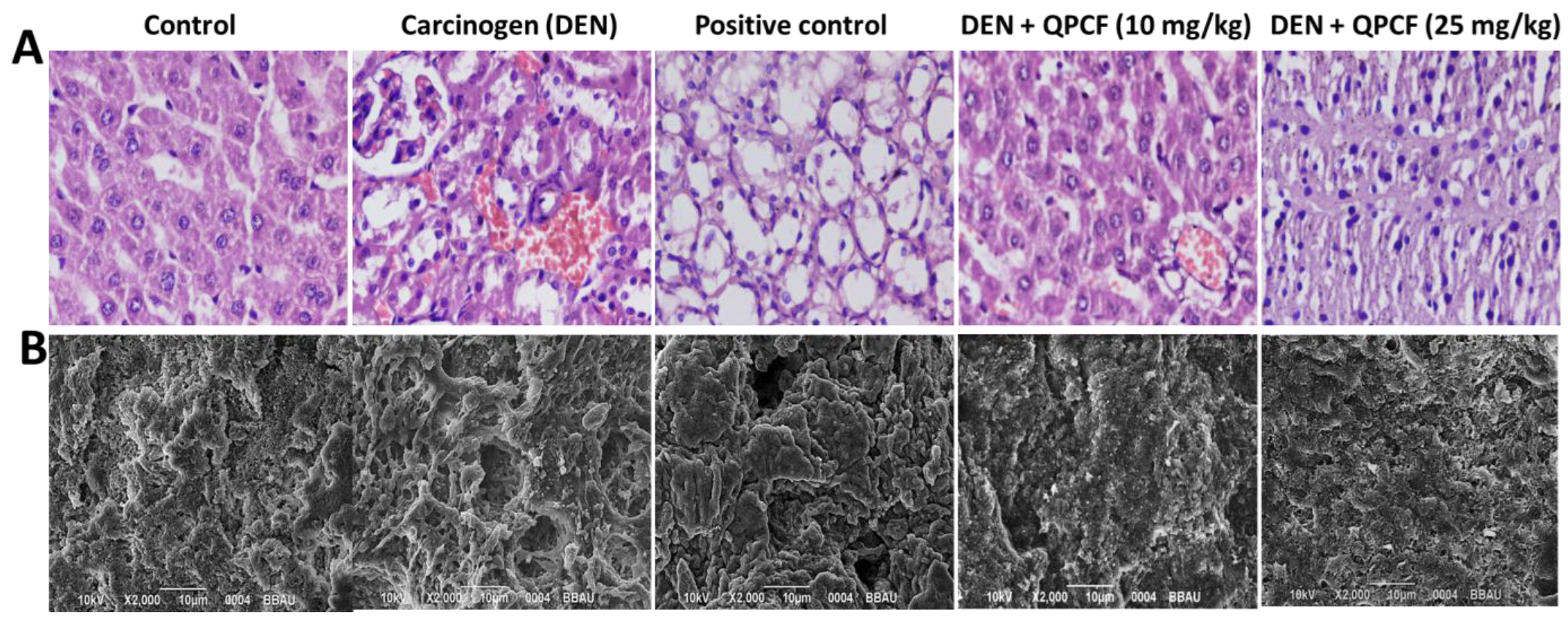 Polymers 17 00955 g008